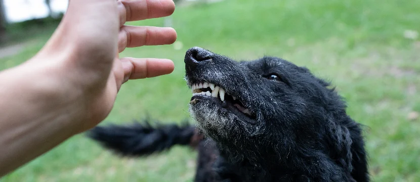 Montgomery Dog Bite Lawyer