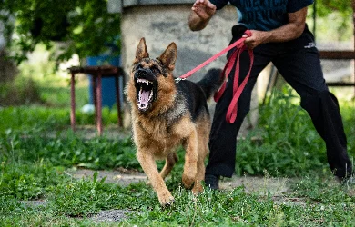 Dog Bites
